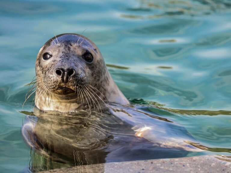 Litouwen beschermt Baltische zeehonden nu de ijsbedekking door klimaatverandering afneemt