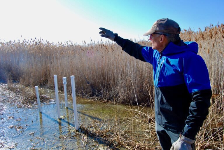 Mysterieuze rietbedekte heuvels onthullen uitgestrekt ondergronds waternet in het Great Salt Lake