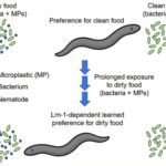 Nematoden ontwikkelen voorkeur voor vervuilde voeding na langdurige blootstelling aan microplastics