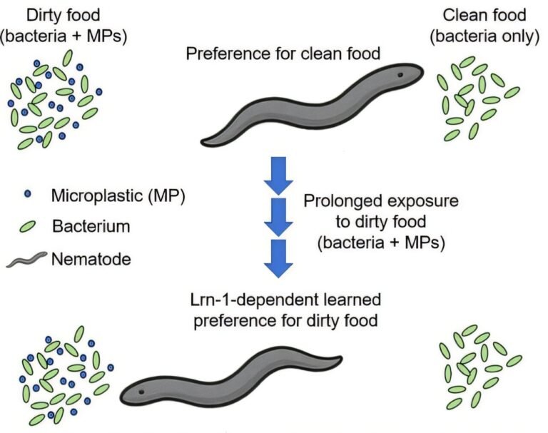 Nematoden ontwikkelen voorkeur voor vervuilde voeding na langdurige blootstelling aan microplastics