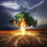 Nieuw model toont aan dat elk jaar 320 miljoen bomen door bliksem omkomen – aanzienlijke biomassa-verlies