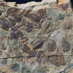 Nieuwe fossielen van de beroemdste uitsterving op aarde tonen aan dat een klimaatkantelpunt is overschreden