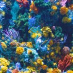 Ongekende verzuring van koraalriffen in de wateren van Hawaiʻi verwacht