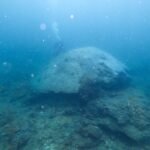 Stille getuigen: Koraalriffen onthullen begin van ontbossing in Borneo