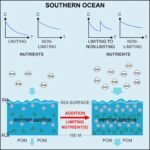 Toename van fytoplankton in de Zuidelijke Oceaan kan helpen bij het bestrijden van de opwarming van de aarde