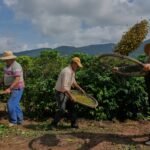 Trump's Tarief Bedreigt Kleine Koffieproducenten in Brazilië