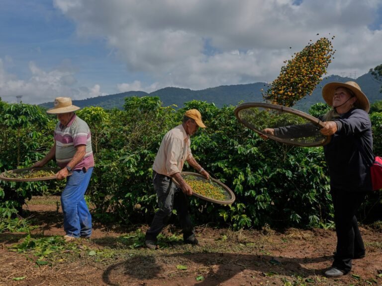 Trump's Tarief Bedreigt Kleine Koffieproducenten in Brazilië