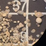 Verzwakte Atlantische stromingen zorgen voor meer zuurstof in de ondiepe delen van de tropische oceaan