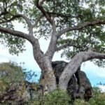 Vijgenbomen zetten CO₂ uit de lucht om in steen, onthult onderzoek