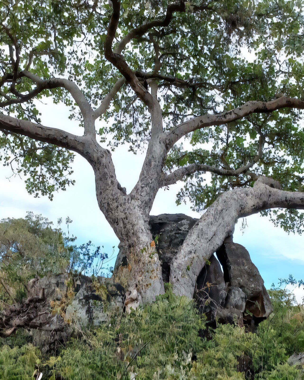 Vijgenbomen zetten CO₂ uit de lucht om in steen, onthult onderzoek