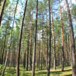 Afname van klimaatbeschermende koolstofputten in EU-bossen
