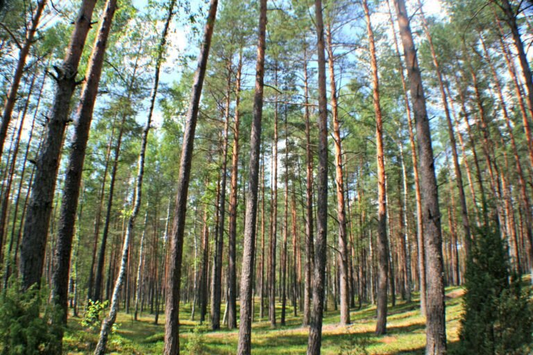 Afname van klimaatbeschermende koolstofputten in EU-bossen