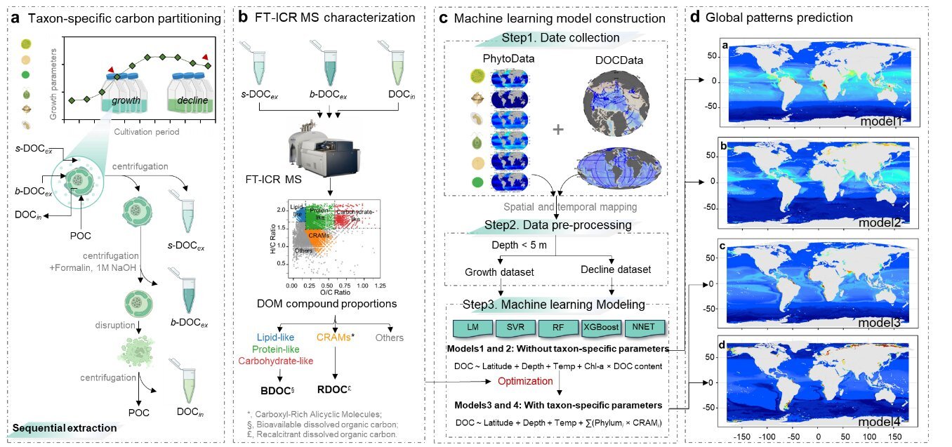 Analyse toont bijdrage van fytoplankton aan eeuwenlange koolstofopslag in de oceaan