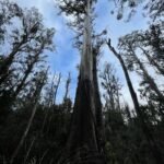 Australische bossen onder hitte-stress dunnen snel uit en stoten koolstofemissies uit