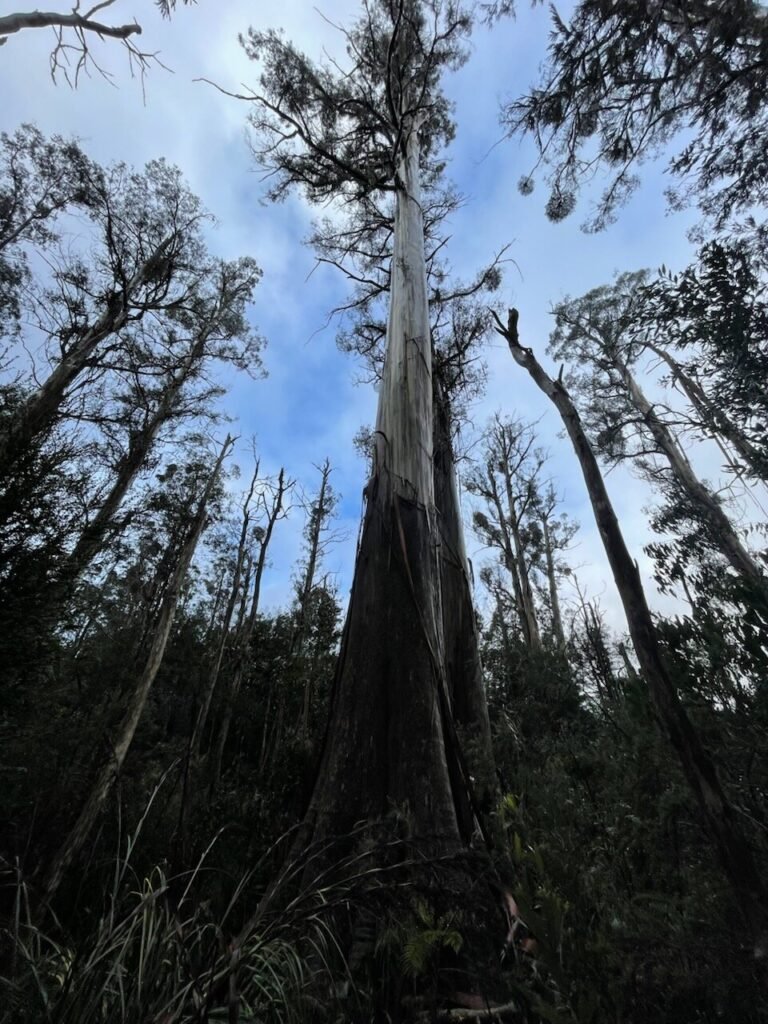 Australische bossen onder hitte-stress dunnen snel uit en stoten koolstofemissies uit