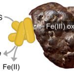 Bacteriën die ijzermineralen 'ademen' en sulfide ontgiften, overtreffen chemische reacties