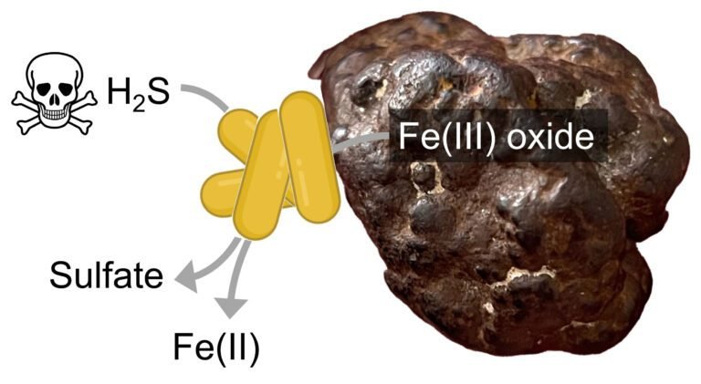 Bacteriën die ijzermineralen 'ademen' en sulfide ontgiften, overtreffen chemische reacties