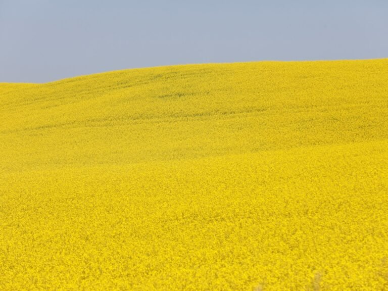 China legt tijdelijke invoerrechten op Canadese koolzaad: een zware klap voor de industrie
