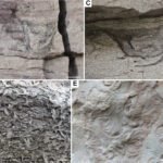 De Impact van Bioturbatie op de Oceaanbodems: 540 Miljoen Jaar van Veranderingen