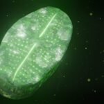 Diatomeeën Binden Uranium Intern en Extern, Wat Zorgen Voor de Voedselketen Verhoogt