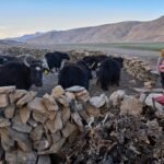 Foto's: Klimaatverandering bedreigt yaks en de herderscultuur in Ladakh, India