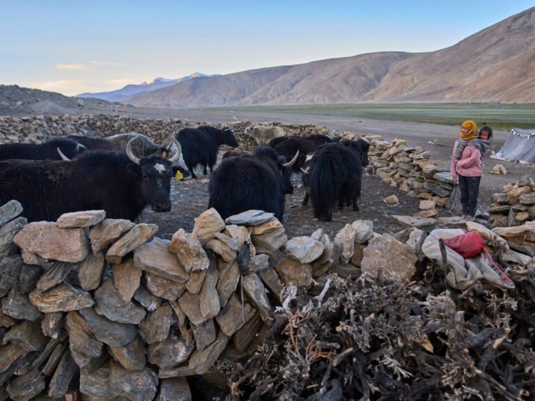 Foto's: Klimaatverandering bedreigt yaks en de herderscultuur in Ladakh, India