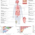 Hoe schadelijk zijn micro- en nanoplastics voor onze gezondheid? Het hangt af van de concentraties en de meetmethoden