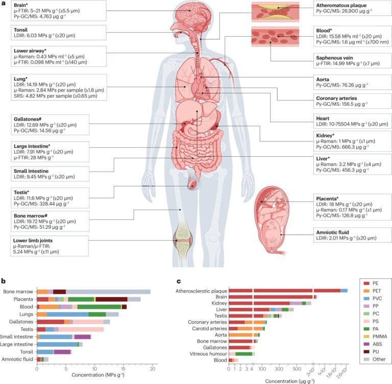Hoe schadelijk zijn micro- en nanoplastics voor onze gezondheid? Het hangt af van de concentraties en de meetmethoden
