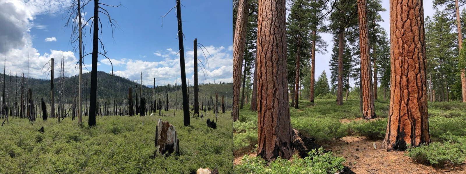Industrieel beheerde bossen vergroten de kans op megabranden, volgens onderzoek