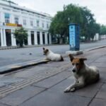 Is er een epidemie van zwerfhonden in India?