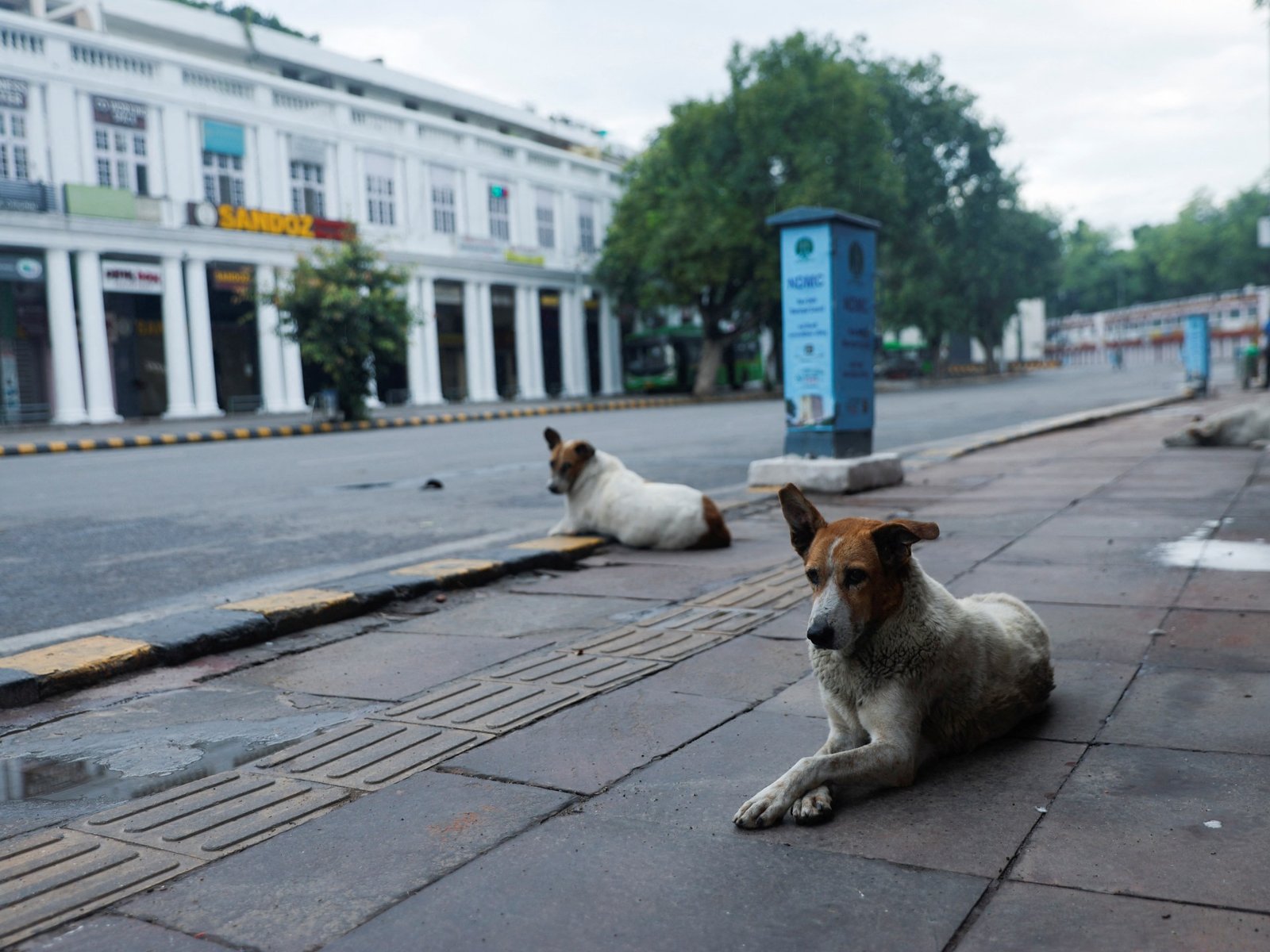 Is er een epidemie van zwerfhonden in India?