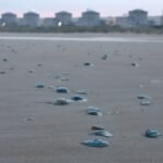 Jellyfish Plague Draagt Bij Aan Sluiting Franse Kerncentrale