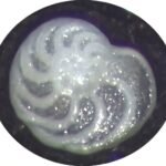 Kleine mariene protistenschalen onthullen aanwijzingen voor het begin van ijstijden