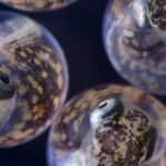 Moederlijke blootstelling aan ruwe olie en vlamvertragers kan invloed hebben op latere generaties