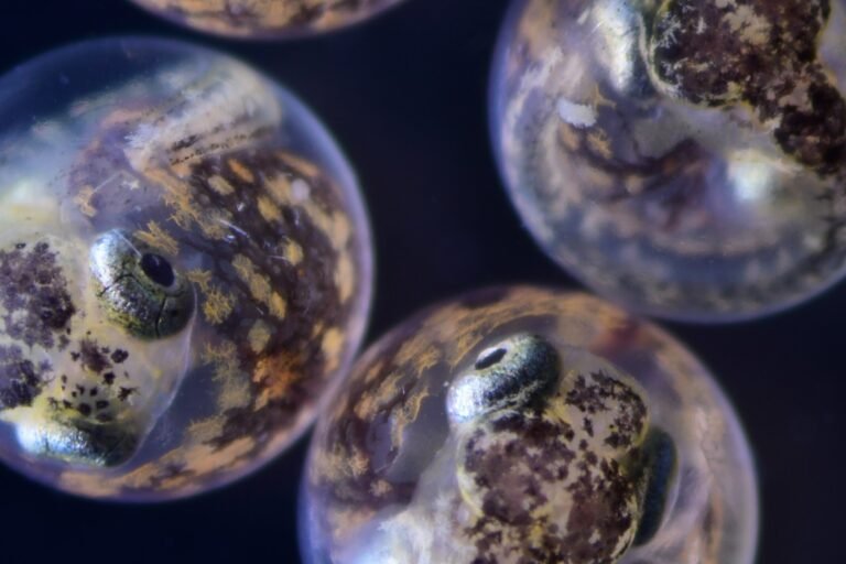 Moederlijke blootstelling aan ruwe olie en vlamvertragers kan invloed hebben op latere generaties