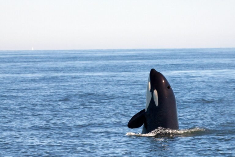 Nieuwe 'eeuwige chemicaliën' ontdekt in walvisblubber stelt ons begrip van PFAS op de proef