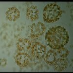 Onderzoek toont aan dat microalgen belangrijker zijn voor CO₂-absorptie in de Zuidelijke Oceaan dan eerder gedacht