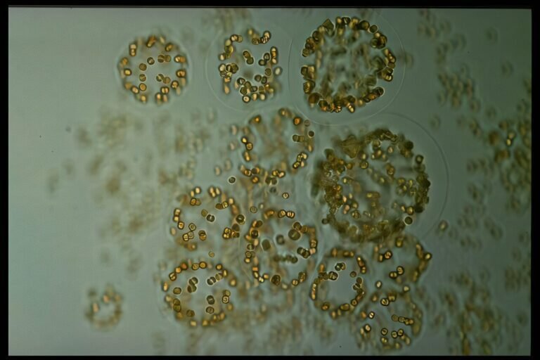 Onderzoek toont aan dat microalgen belangrijker zijn voor CO₂-absorptie in de Zuidelijke Oceaan dan eerder gedacht
