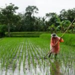 Ontbossing verantwoordelijk voor meer dan een derde van de hitte-doden in gebieden met tropische bosverlies