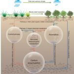 Oude samenwerking tussen houtachtige planten en microben biedt mogelijkheden voor de bescherming van waardevolle veengebieden