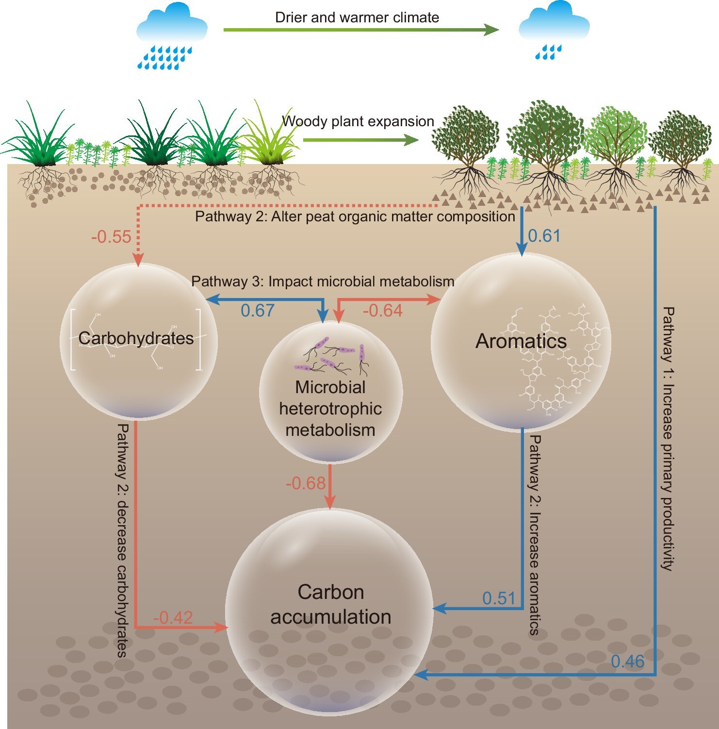 Oude samenwerking tussen houtachtige planten en microben biedt mogelijkheden voor de bescherming van waardevolle veengebieden