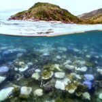 Recordbleaching van het Great Barrier Reef in Australië door opwarming van de oceanen