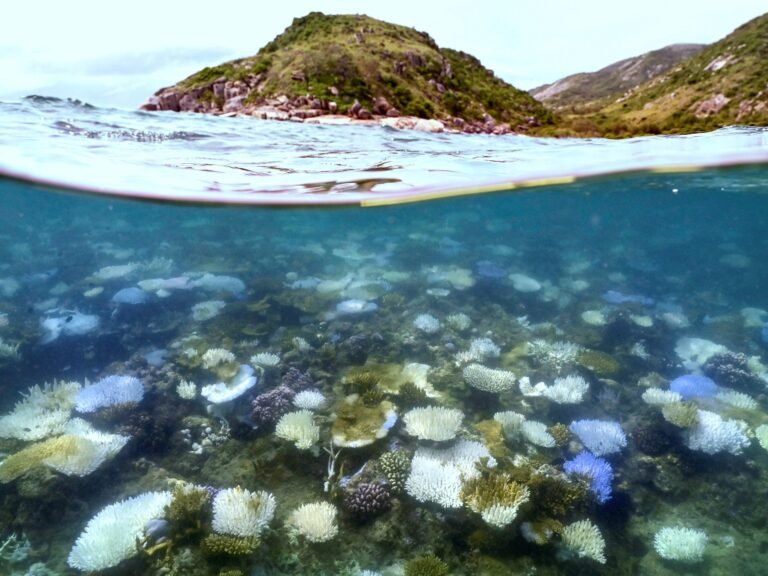 Recordbleaching van het Great Barrier Reef in Australië door opwarming van de oceanen