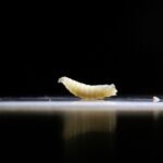 Screwworm: Wat is de vleesetende parasiet die bij een mens in de VS is aangetroffen?