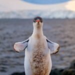 Toenemend toerisme vervuilt Antarctica, waarschuwen wetenschappers