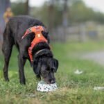 Toxisch putwater schaadt honden eerder dan mensen, blijkt uit onderzoek