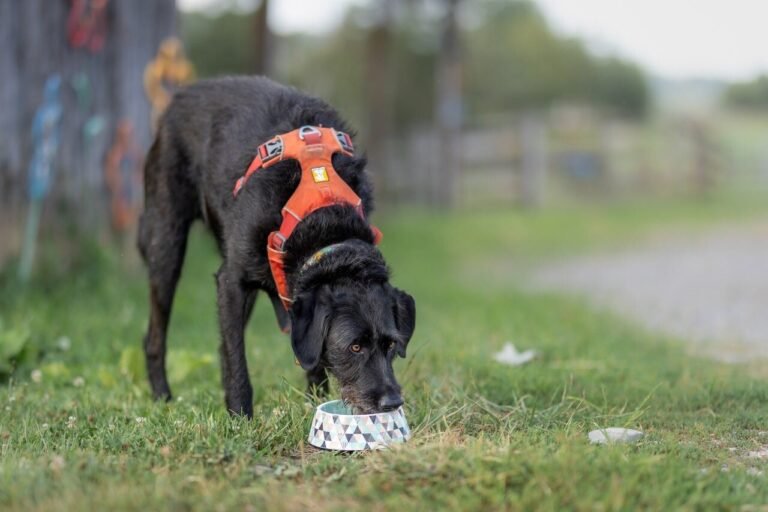 Toxisch putwater schaadt honden eerder dan mensen, blijkt uit onderzoek