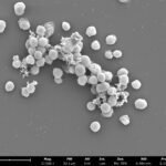 Wetenschappers hacken microben om milieubronnen van methaan te identificeren