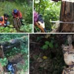 Hoe inheemse brandbeheer de bossen van Noord-Amerika blijft vormgeven