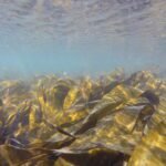 Kelp in de zeegrasbossen van Noord-Portugal als krachtige oplossing voor koolstofopslag